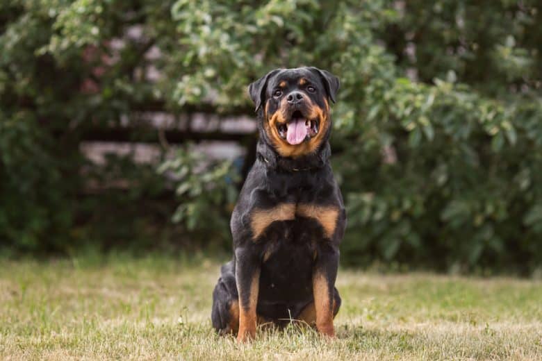 Rottweiler Growth And Weight Chart (Male And Female) – The Complete Guide -  K9 Web