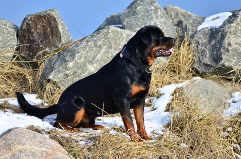 A German Rottweiler sitting in a snowy rocky mountain