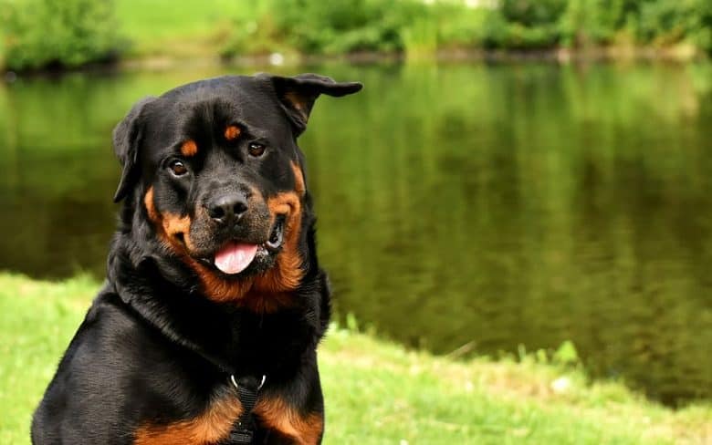 A smiling Rottweiler with chest markings