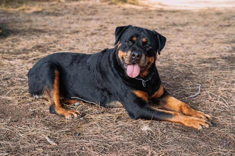 A Rottweiler with a docked tail lying down outdoors