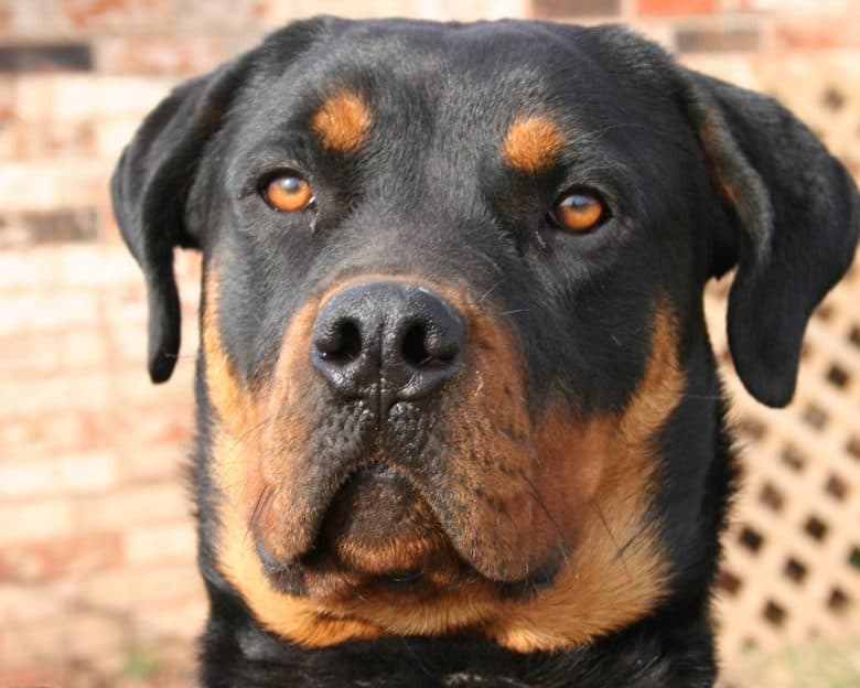 A Rottweiler with eye dots
