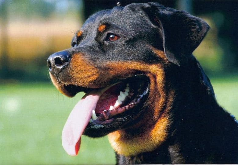 A Rottweiler with muzzle marks
