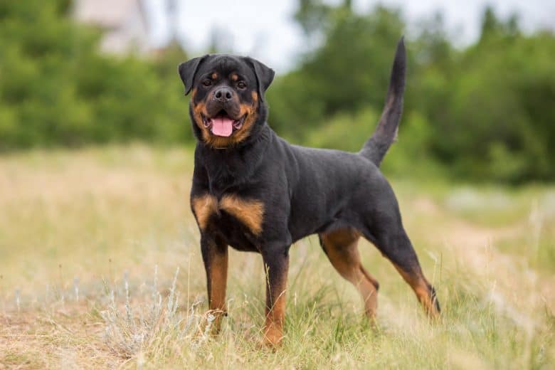 A Rottweiler standing in a field