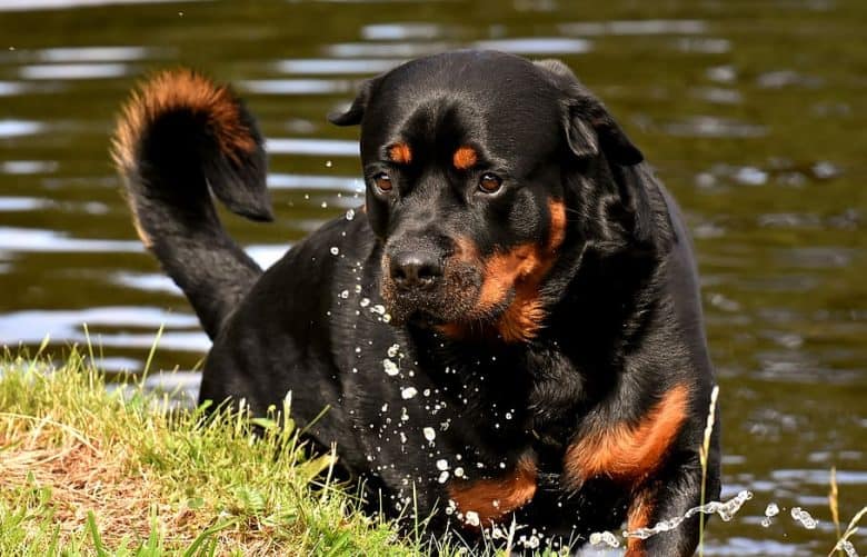A Rottweiler with tail tone