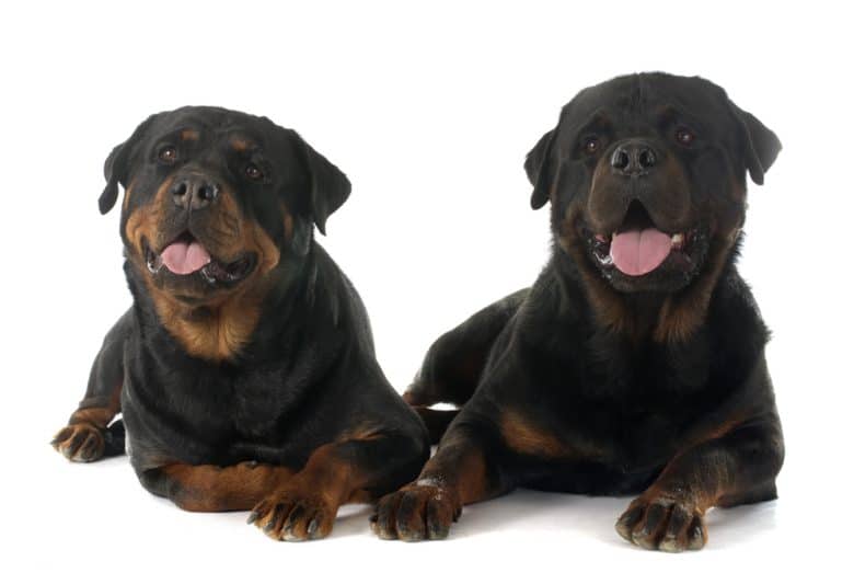 Two Rottweilers on white backkground