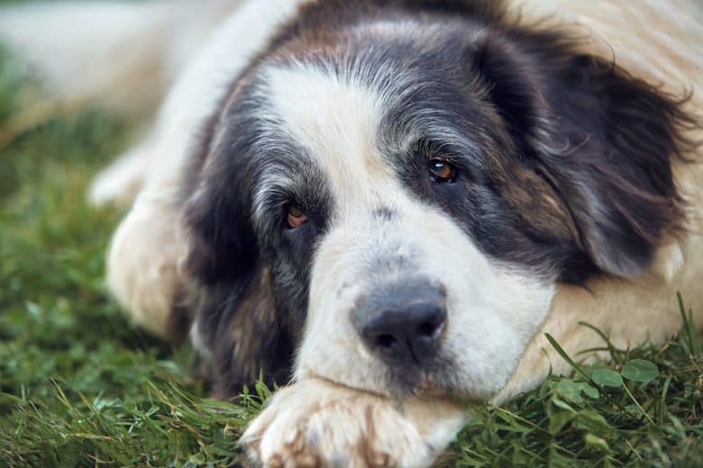 Sad Pyrenean Mastiff dog lying on the grass