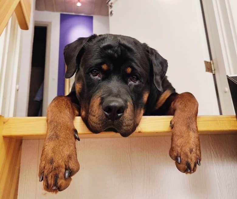 Sad Rottweiler leaning on his crib