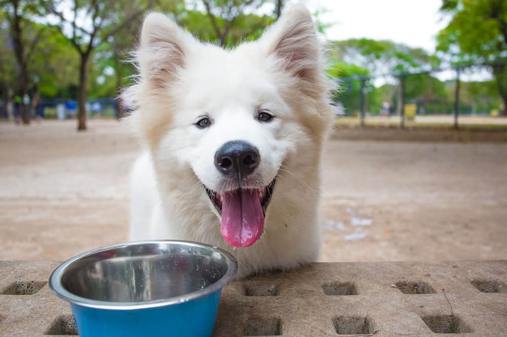 Samoyed dog drinking water after playing