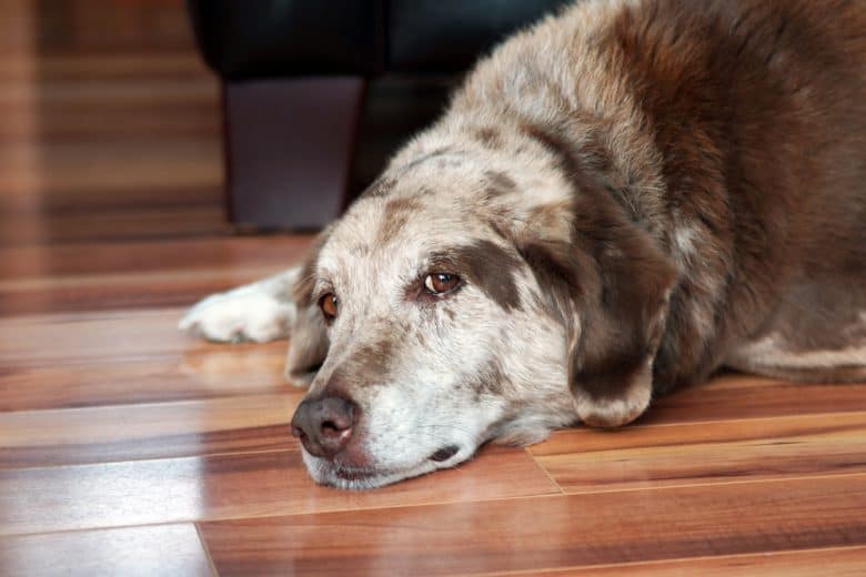 A senior dog lying on the floor