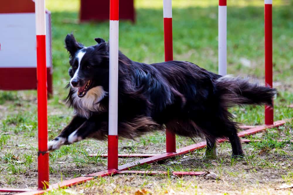 10 Best Dog Foods for Active Dogs 2023 (Premium & Budget) K9 