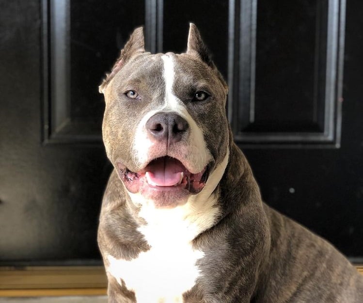 A six-month-old American Bully puppy
