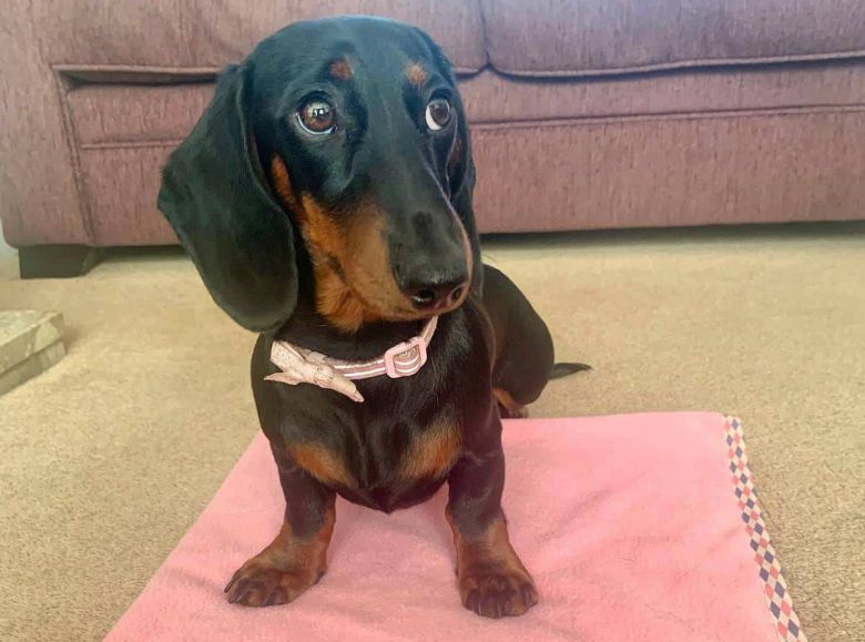 A six-month-old Dachshund