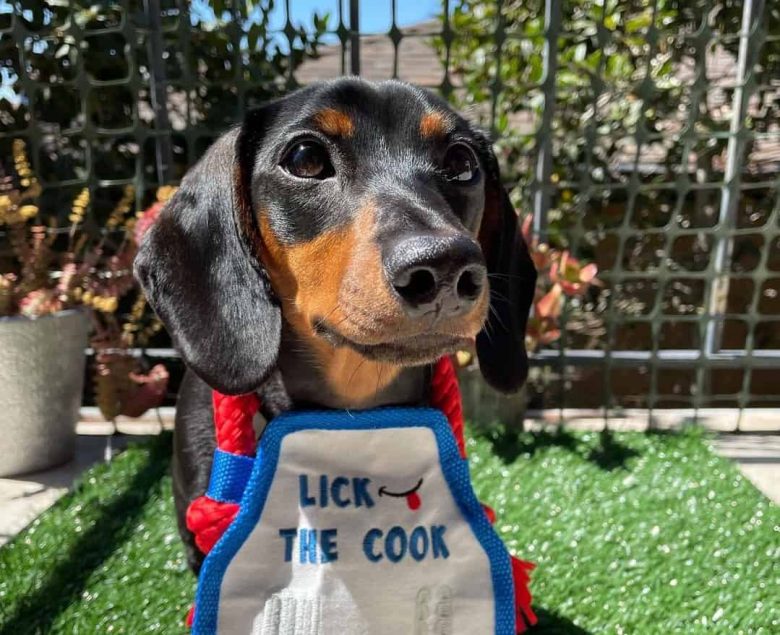 A six-month-old Dachshund puppy
