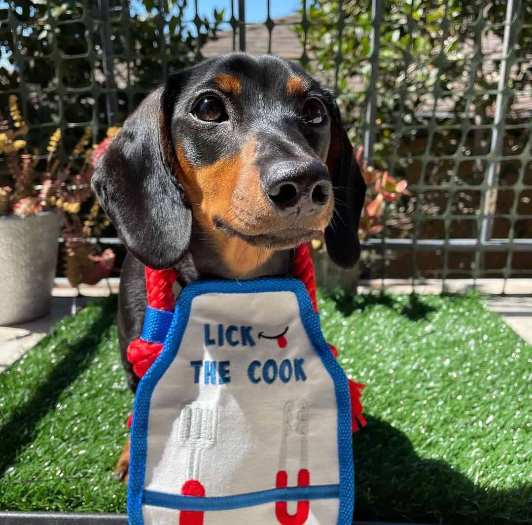 Dachshund Growth and Weight Chart (Standard & Mini) The Complete