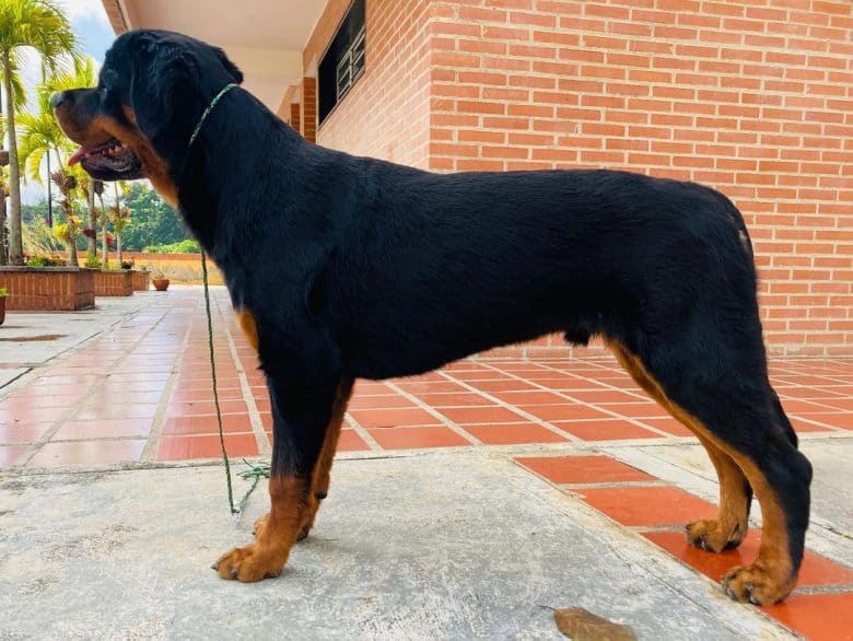 A six-month-old Rottweiler puppy with a docked tail