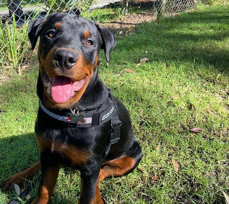 A six-month-old Rottweiler puppy
