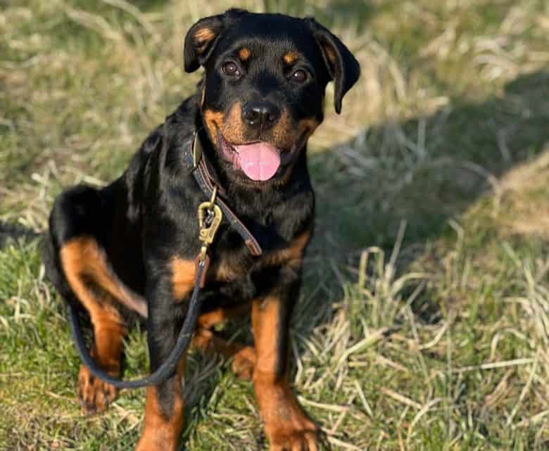 Smiling Rottweiler dog sitting on the grass