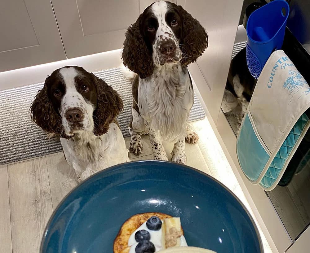 Serious Springer Spaniels waiting for the pancake
