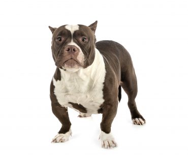 A Standard American Bully