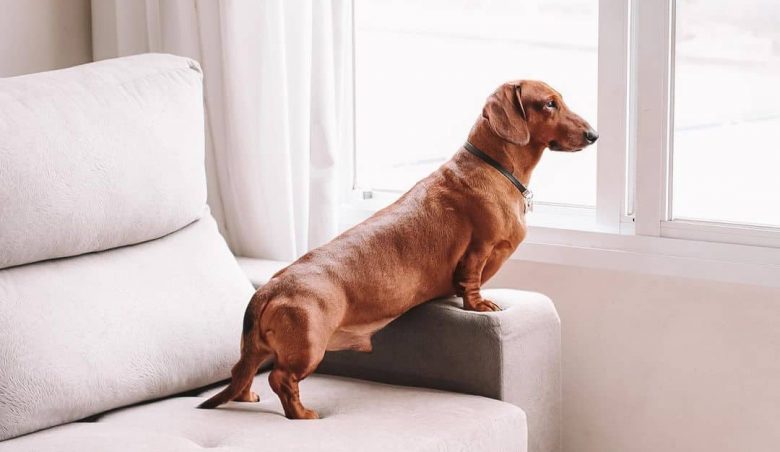 A Standard Dachshund standing on a couch