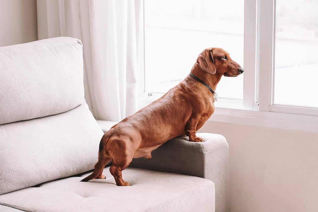 Dachshund Growth And Weight Chart Standard Mini The Complete Guide K9 Web