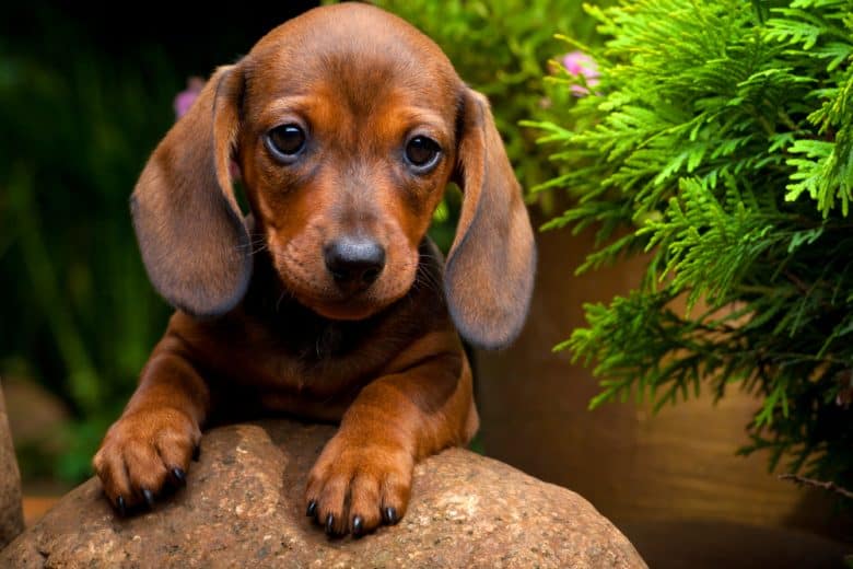 A Dachshund puppy in a garden