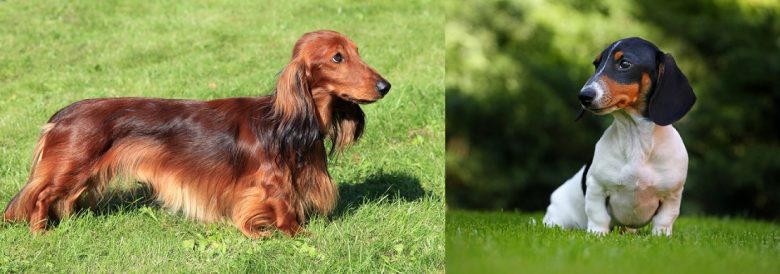 A Standard Dachshund and a Miniature Dachshund