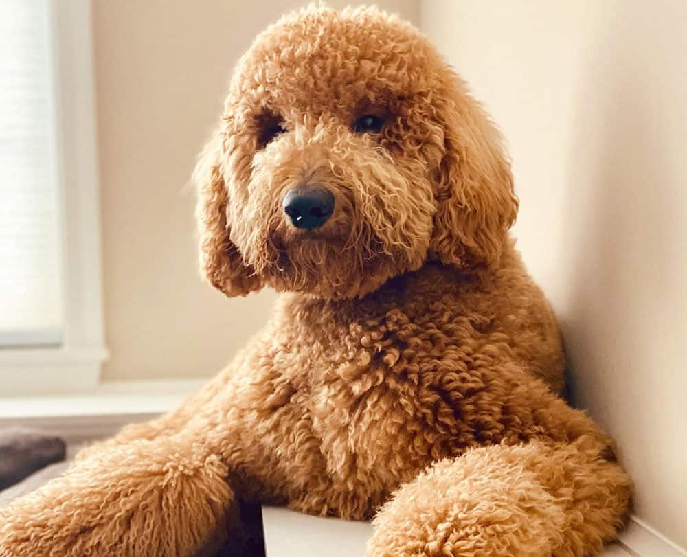 Standard Goldendoodle with full ears hairstyle
