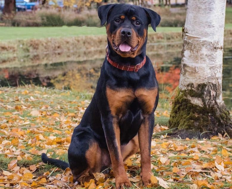 Tailed Rottweiler in an autumn park