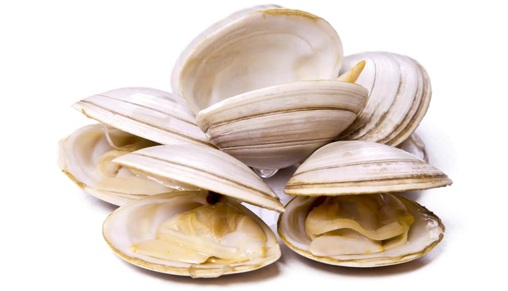 Tasty steamed clams