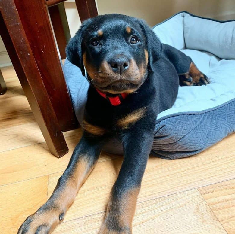 A ten-week-old Rottweiler puppy