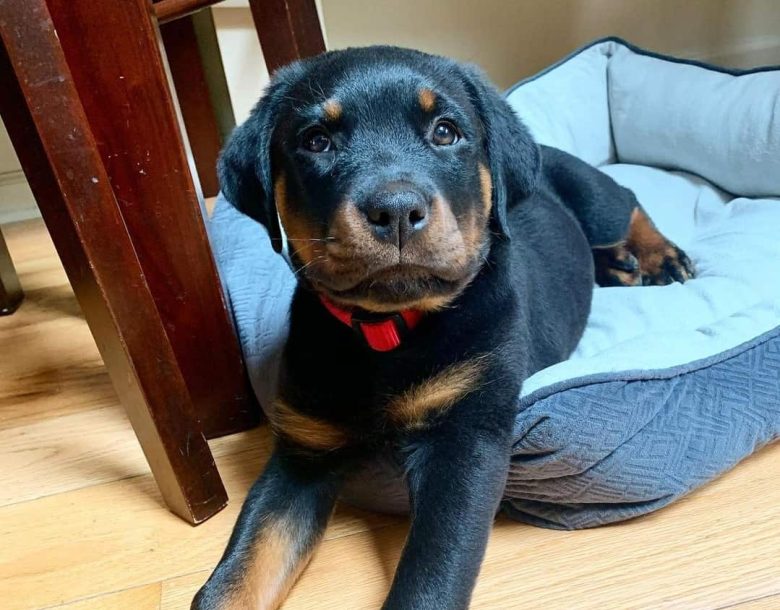 A ten-week-old Rottweiler puppy