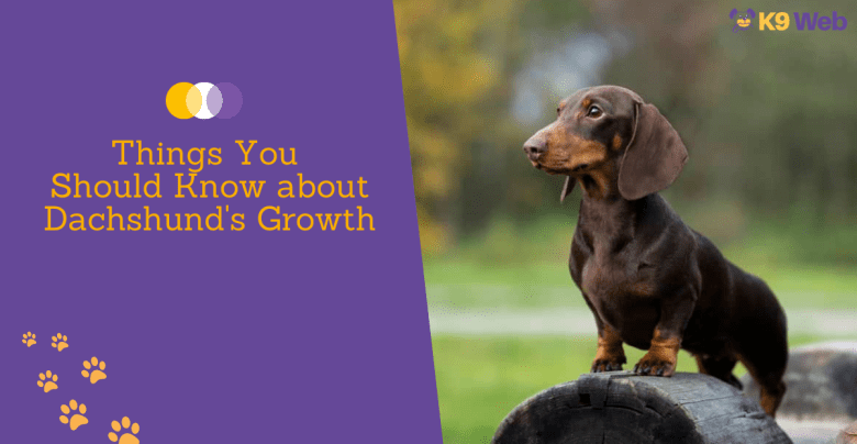 What you need to know about Dachshund's growth