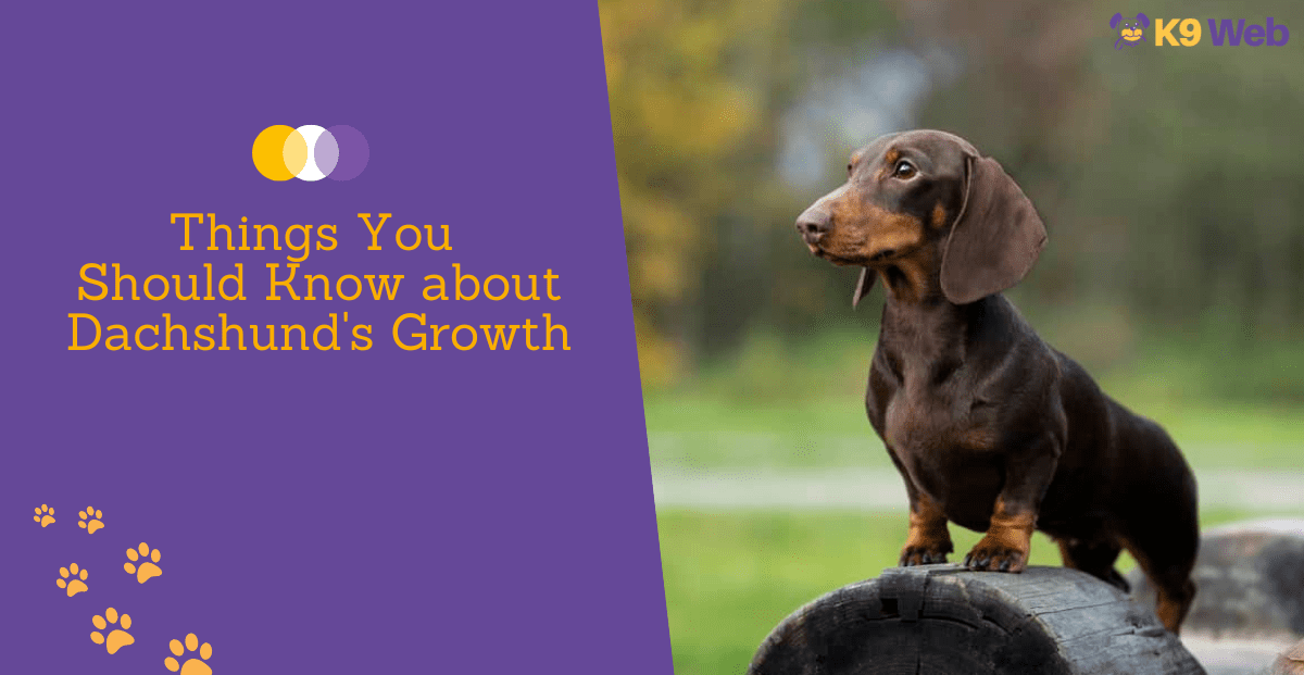 Dachshund Growth and Weight Chart (Standard & Mini) The Complete