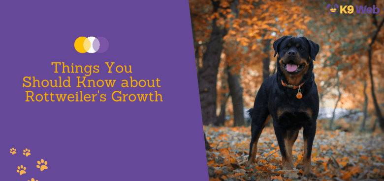 Things you should know about Rottweiler's growth