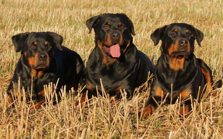 Three Black and Mahogany Rottweilers