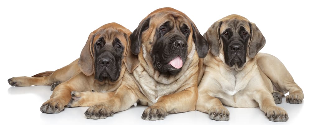 Three English Mastiff dogs