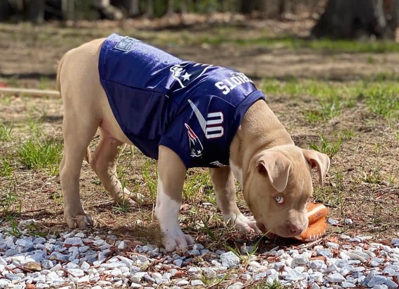 A three-month-old American Bully puppy