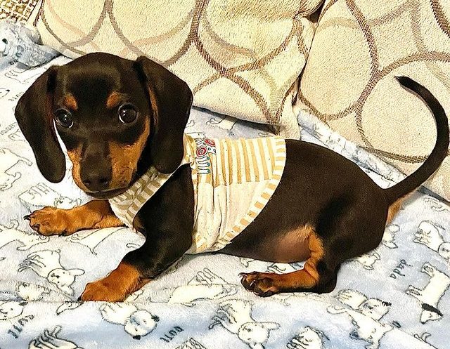 A three-month-old Dachshund puppy