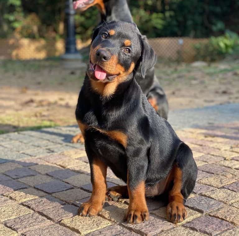 Rottweiler Growth and Weight Chart (Male and Female) The Complete