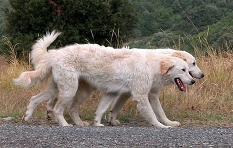 Two Abruzzese Mastiff dogs walking together