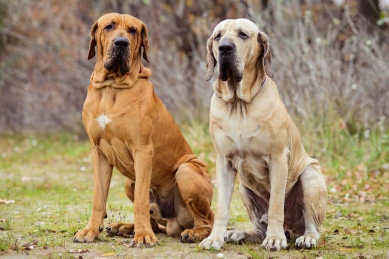 Two Fila Brasileiro dogs sitting together