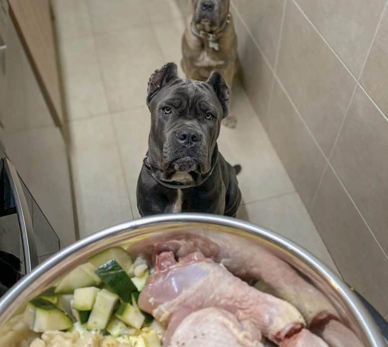 Two Cane Corso dogs waiting for the chicken meal