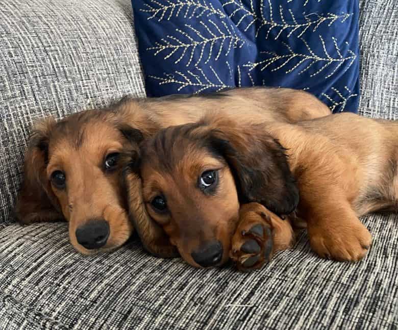 Two Dachshund puppies lying on a couch