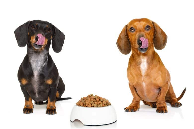 Two Dachshunds with a dog food bowl