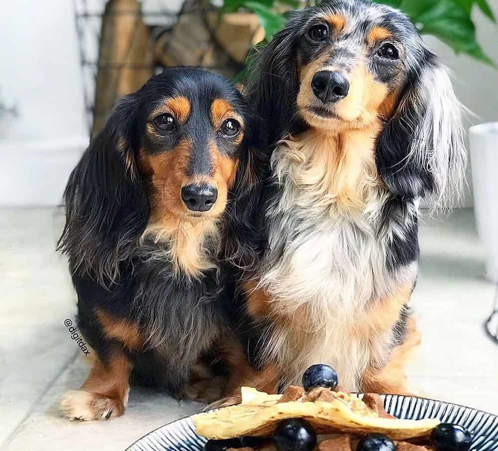 Two dachshunds waiting for the pancakes