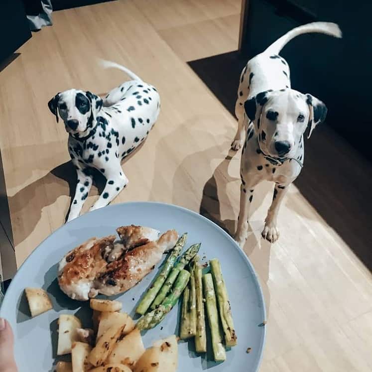 Two Dalmatian dogs looking at food