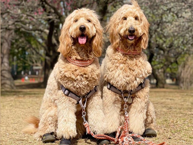 Two Goldendoodles enjoying on the park