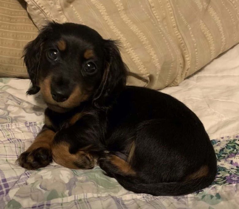 A two-month-old Dachshund puppy