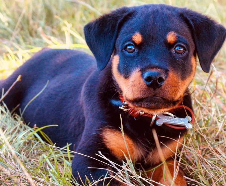 A two-month-old Rottweiler puppy